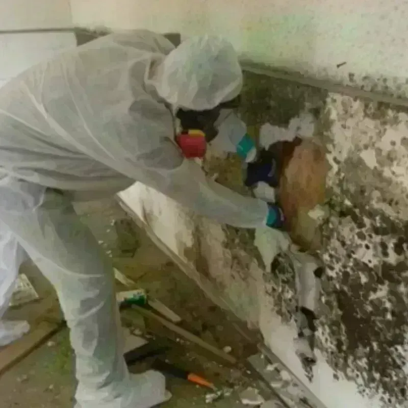 Mold Remediation and Removal in Uvalde Estates, TX